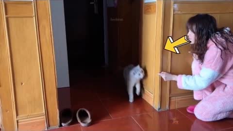 by Cats - Cute and Funny Cat Videos Compilation