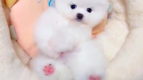 Funny Cute Puppy Dog Curious