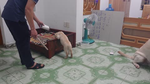 Determined Dog Prevents Man from Punishing Puppy