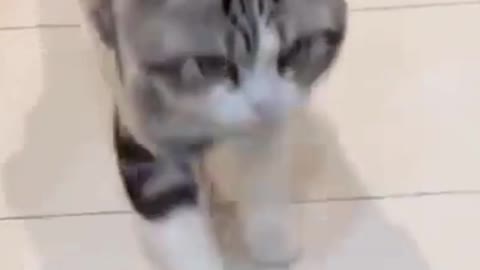 Cats imitate people and do silly things