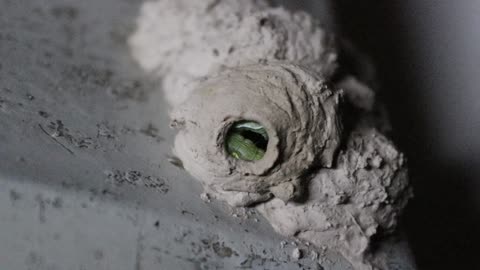 A Mud Dauber Nest Built By A Solitary Wasp