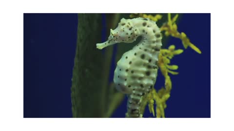 Beautiful Seahorse