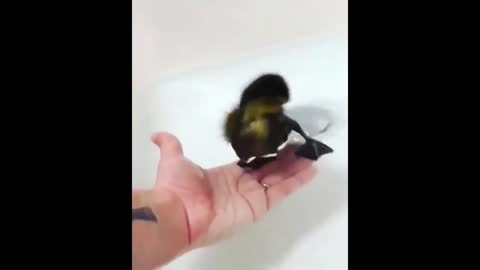 What a cute duckling playing in the bathtub