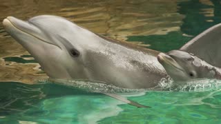 5 Aww-some Facts About SeaWorld's Newest Dolphins Calves