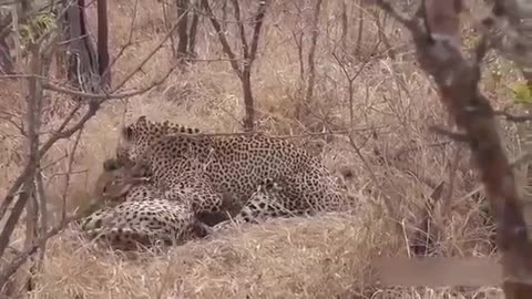 Leopard vs Cheetah Cheetah | Wild Animal Attack