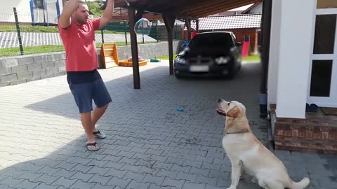 20 Most Heartwarming Animal Reunions with Owners-(Video)