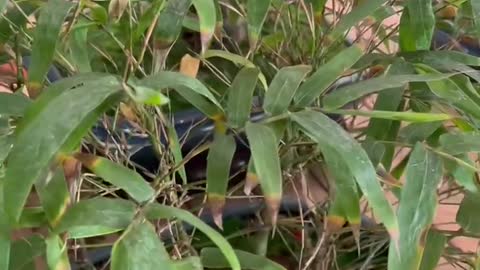 Bamboo in flowerpot