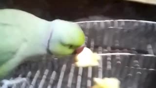 Parrot is eating apple 🍎🍏 cuetly