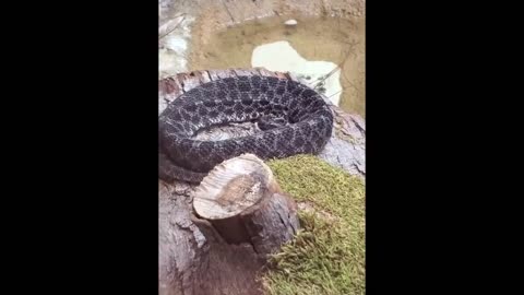 Sleepy snake in exhibit curls up and lets out a big yawn with fangs