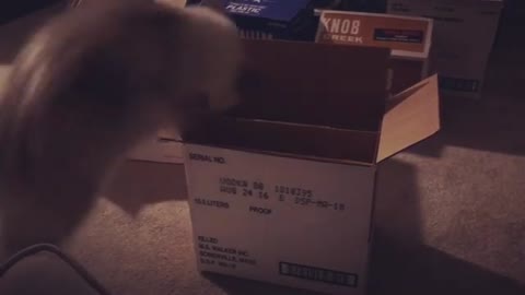 Cat jumps into a box but gets stuck upside down