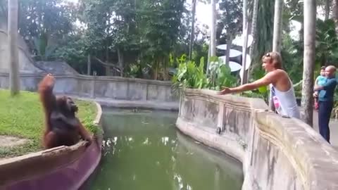 Clever Orangutan Makes A Fair Trade With A Man.