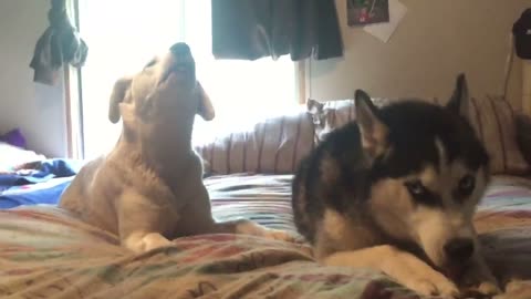 Dog Makes It Clear He's Sad Because Brother Is Ignoring Him