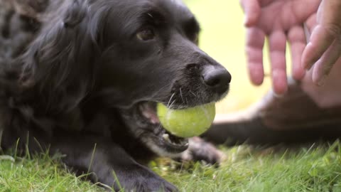 Dog chewing tennis ball while playing at ground