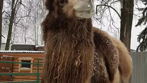 Hungry camels eating carrots