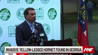Invasive hornet spotted in Georgia for the very first time officials warn