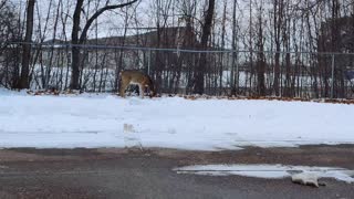 Deer Seen At Fort Snelling