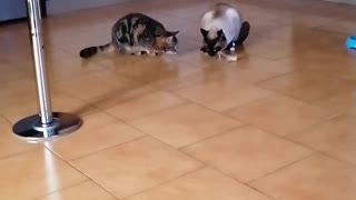 funny cat won't share his food