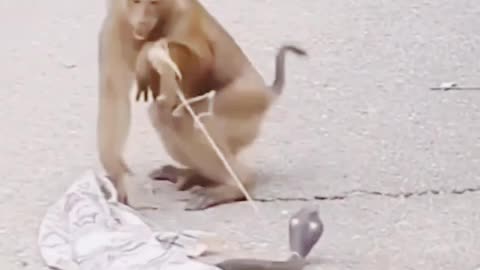 Fake Snake prank with monkey.