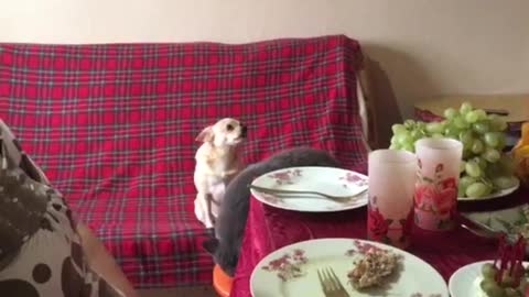 The cat thought that he is a man and sat down at the table