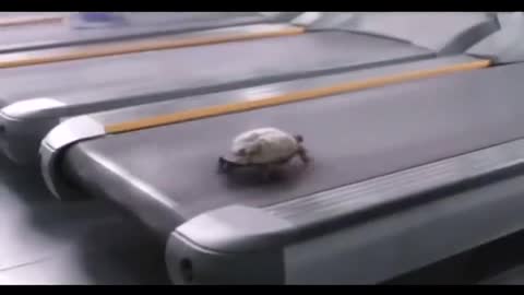 Deja Vu turtle 2