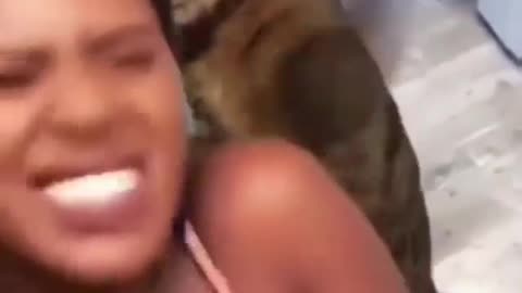 Funny cat slap his owner