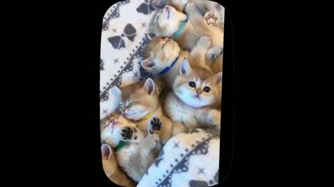 Cute little cat 😺 animals 2023