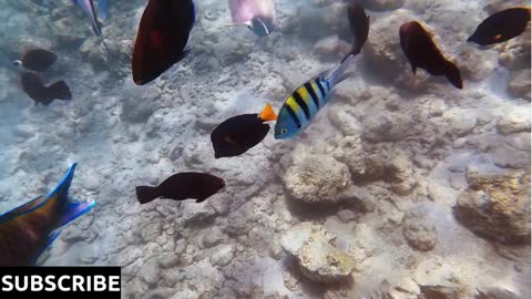 Bright marine school fish swimming in transparent sea water