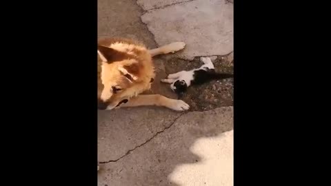 Old dog in love with his new best friend the kitten