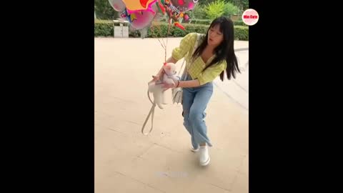 Funny and Cute Pomeranian TikTok 😍#34