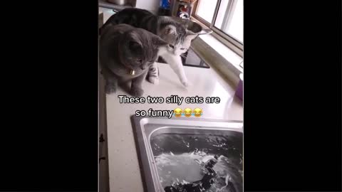 Funny Cats