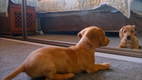 dog plays with his reflection!