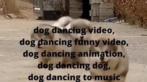 Dog dance video