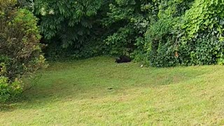 Bear Cub Disappointed By Wrestling Outcome