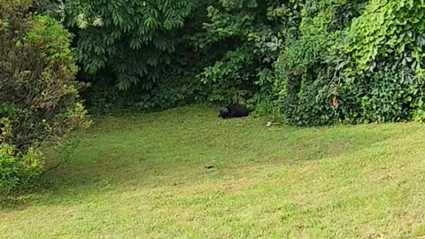 Bear Cub Disappointed By Wrestling Outcome