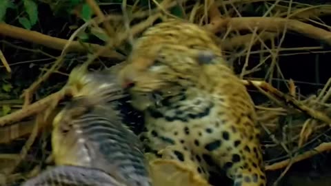 The jaguar attacks the Crocodile| grabbing it and pulling it out of the lake