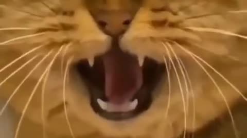 Funny Animals Video - Best Cats-- and Dogs-- Videos of the Month 2022_(720P_HD)