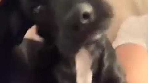 Super funny dog videos