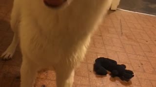 White dog getting blown with hair dryer