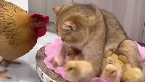 Funny chicken & cat