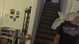 Curious Pet Cockatoo Gets A Crush On Flying Golden Snitch