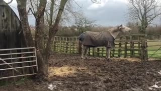 Horse Won't Be Held in by Fences