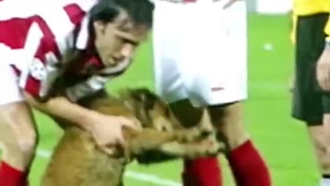 Animals in football_
