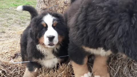 Bernese puppies climb to top of straw mountain