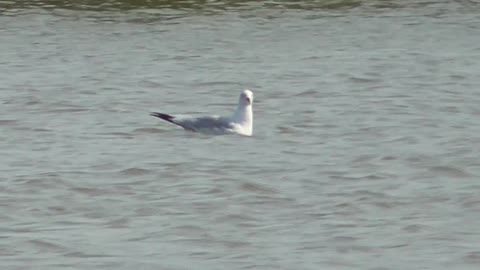 340 Toussaint Wildlife - Oak Harbor Ohio - Bobbin Herring Gull