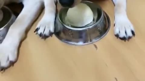 Funny dog - Lunch time