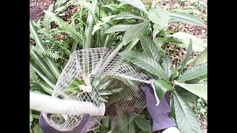 Harvesting first pineapple of 2021