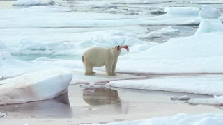 Polar Bear Plays with a Piece of its Prey