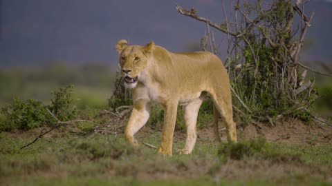 Lioness Walking Towards Camera
