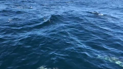 dolphins swimming happy