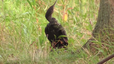 350 Toussaint Wildlife - Oak Harbor Ohio - Cormorant Decides to Go Land Ho